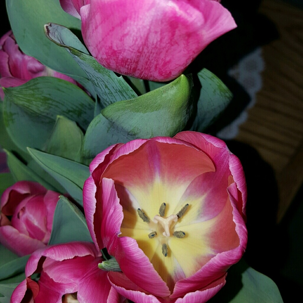 Meet your Posher, Tammie